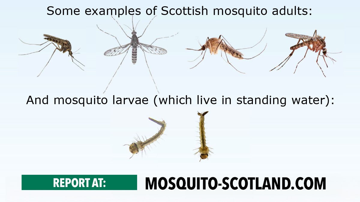 ScientistsaskpestprofessionalstohelpfindmosquitoesinScotland